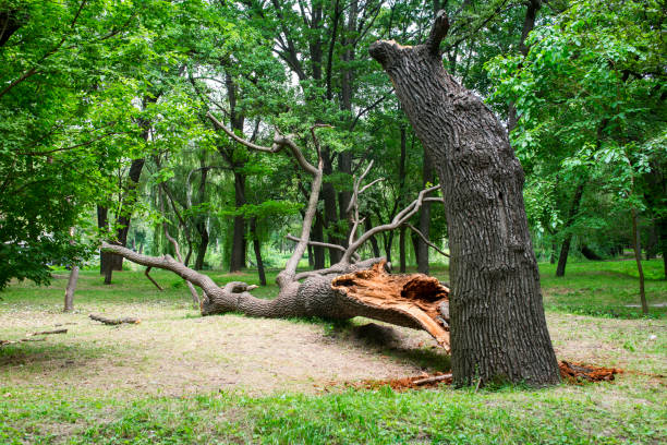 Best Tree Disease Treatment  in Lawtey, FL