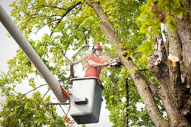 Best Tree Fertilization  in Lawtey, FL