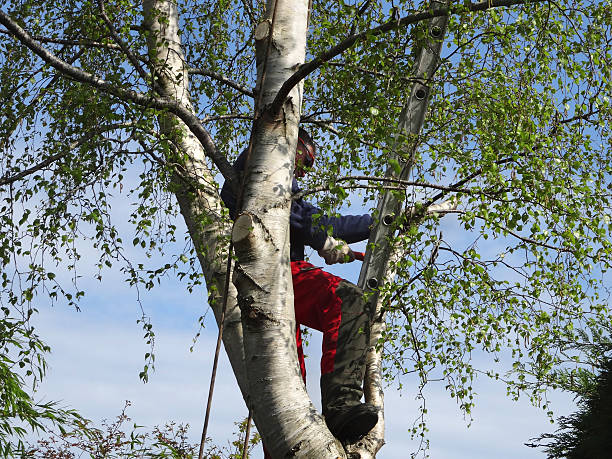 Best Tree Removal  in Lawtey, FL